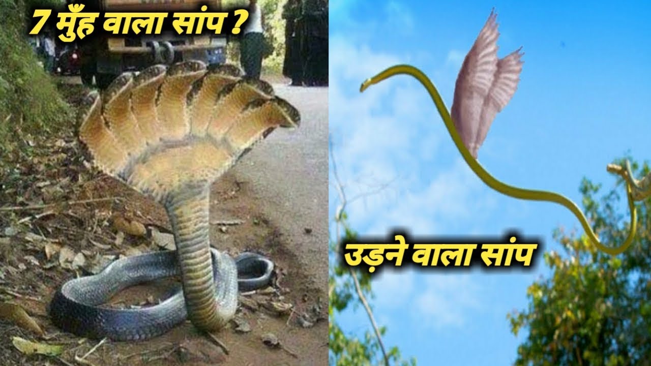 rahasya movie download कभी देखा है ऐसे सांपो को? (जरूर देखिये) | The truth of the most weird and unique snakes |