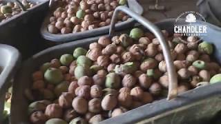 Cosecha manual de nueces