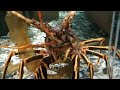 Sea life in a Irish Aquarium