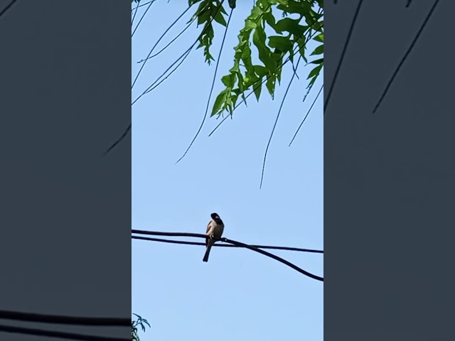 Nature Sound 🌷🌱 #shorts #viral #fyp #trending #viralshorts