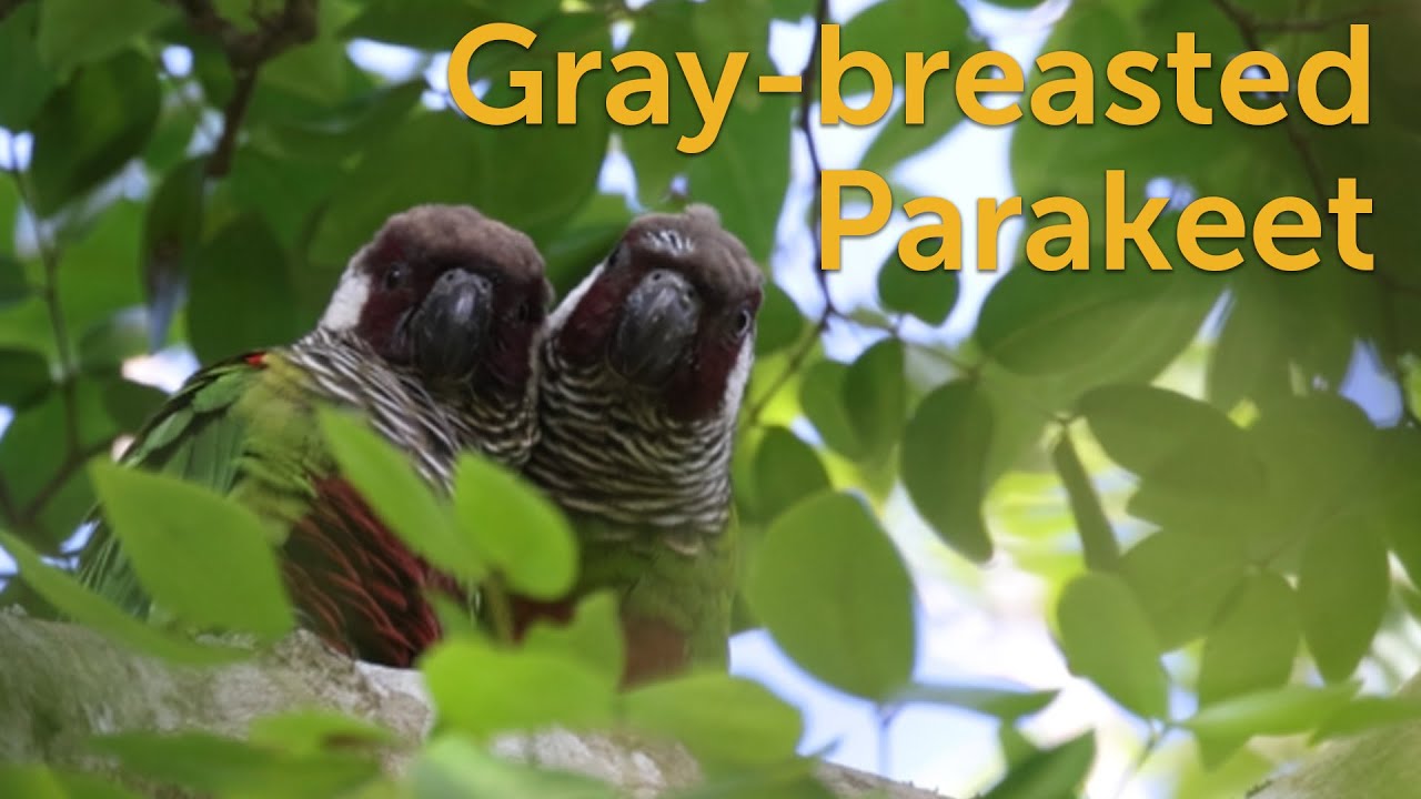 Gray-breasted Parakeet: Sky Island Bird