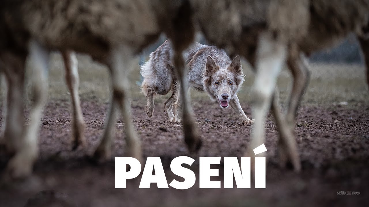 Pasení - Psí sporty - Tlapka TV