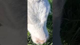 Rescued Magpie Rests on Back of Calf