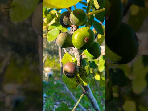 تين بلدة كفرراعي جنين