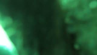 Accidently dropping camera on snake in Florida spring