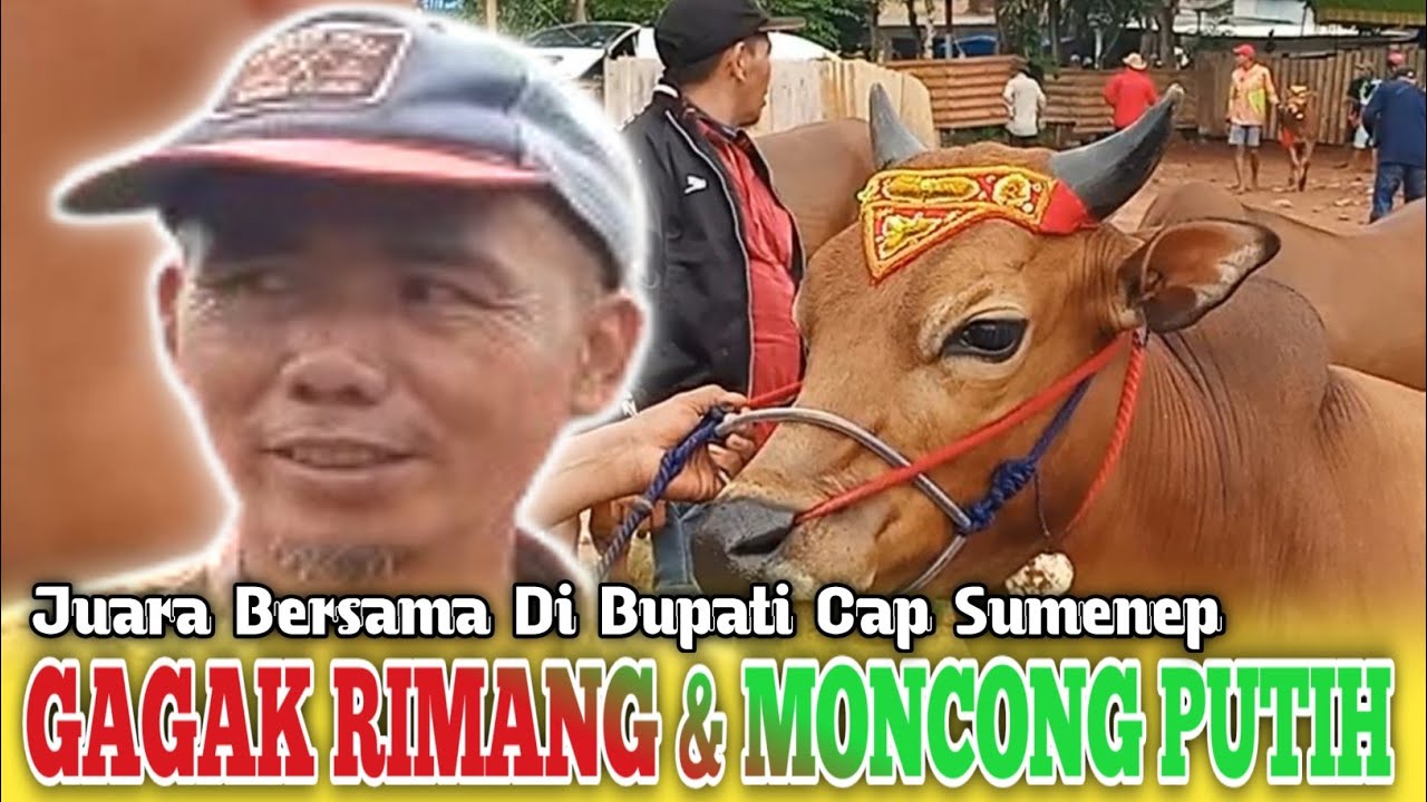 Keluar Jaura Bersama GAGAK RIMANG & MONCONG PUTIH Bupati Cap Sumenep