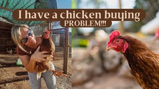 I have a chicken buying problem! #short #chickens #chickencoop #homestead