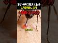 ミツバチに刺されたらこう対処しよう