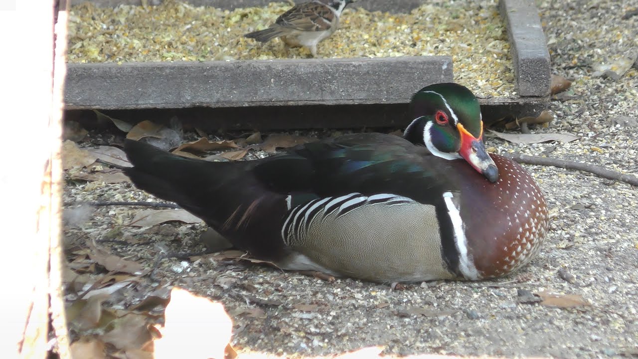 アメリカオシ (熊本市動植物園) 2019年4月18日 | ZFC.jp