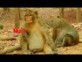 Old Mother Monkey Do Grooming For King Monkey Mr  Mark, Now Mark Joined Ember Group