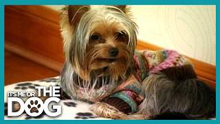He Gets Away With Murder! - Victoria Confronts Spoiled Dog Owners | Its Me or the Dog
