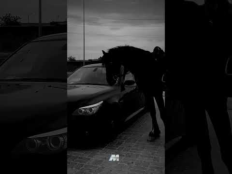 الشامي دكتور حالات واتس اب الشامي جديد 2025