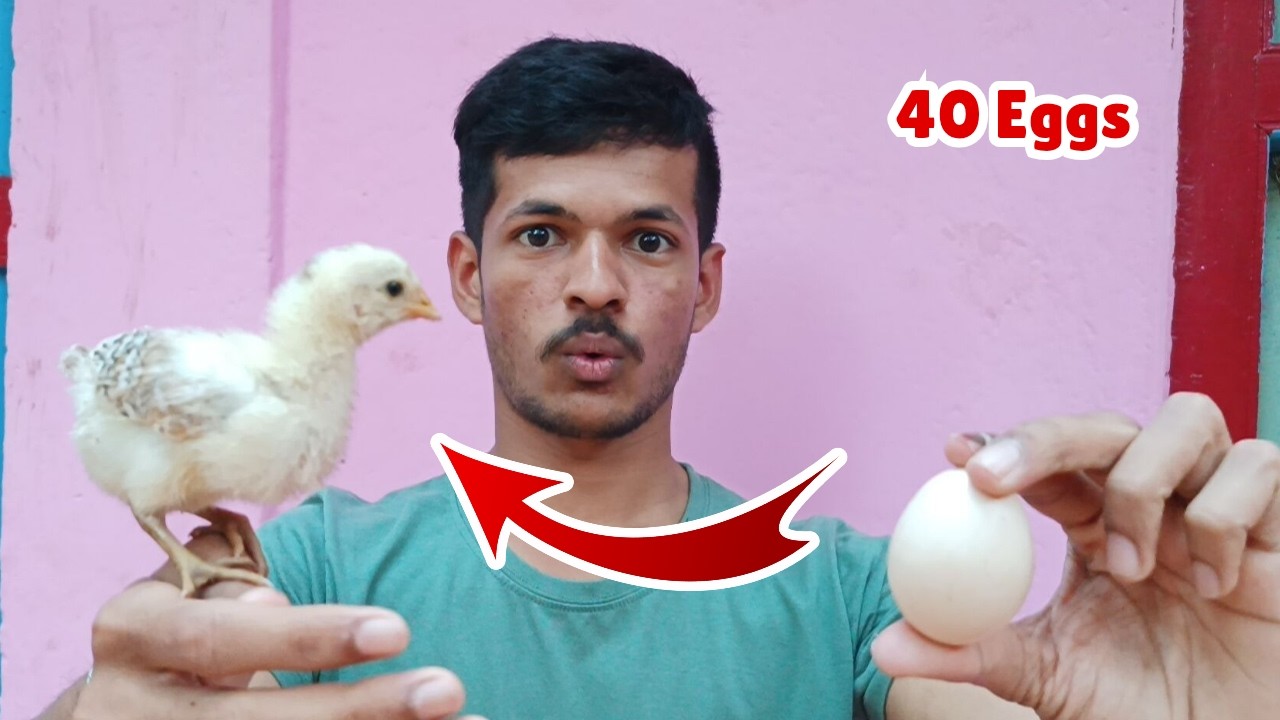 सेमी-ऑटोमेटीक इनक्यूबेटर मध्ये ठेवली 40 कोंबडीची अंडी | We hatch 40 chicken eggs in our incubator