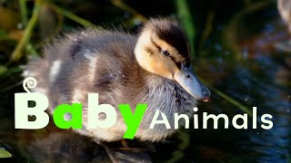 Water Babies | Baby Animals | Season 2 Episode 7