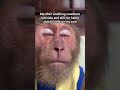 #memes #code #viralvideo #shorts