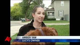 Golden Retriever Lost Found Thanks to Facebook