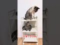 かまってちゃん猫 #ねこチャックの日常 #cat #三毛猫 #猫 #ねこ #子ネコ #猫好きさんと繋がりたい #猫のいる暮らし #しゃむねこ