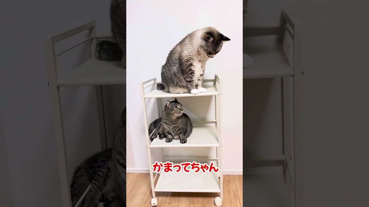 かまってちゃん猫 #ねこチャックの日常 #cat #三毛猫 #猫 #ねこ #子