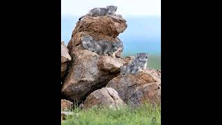 Zim classic museve mix by paddie 0713018063