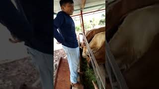 alimentacion de vacas con pasto mombasa