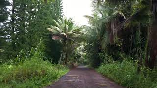 Weirdest Airbnb Stay - Your Tropical Paradise Vacation Awaits (Pāhoa, HI)