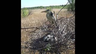 Серая цапля кормит птенцов рыбой (Ardea cinerea) Shorts