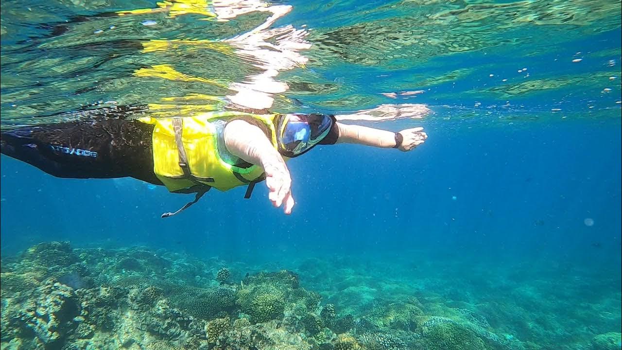 la paz mexico snorkeling tours