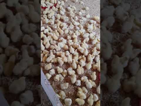 مدجنت صيام