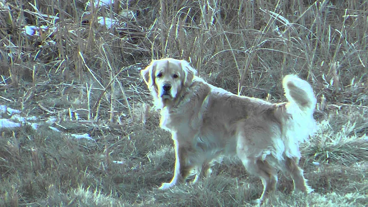 Ultimate Retriever