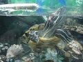 Красноухая черепаха и карасики. ( Turtle and Fish )