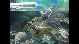 Красноухая черепаха и карасики. ( Turtle and Fish )