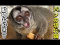 こんなご支援もありました！！捨てられるパンの切れ端部分は動物達は好き？？