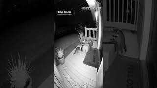 Raccoon Heist Gone Wrong