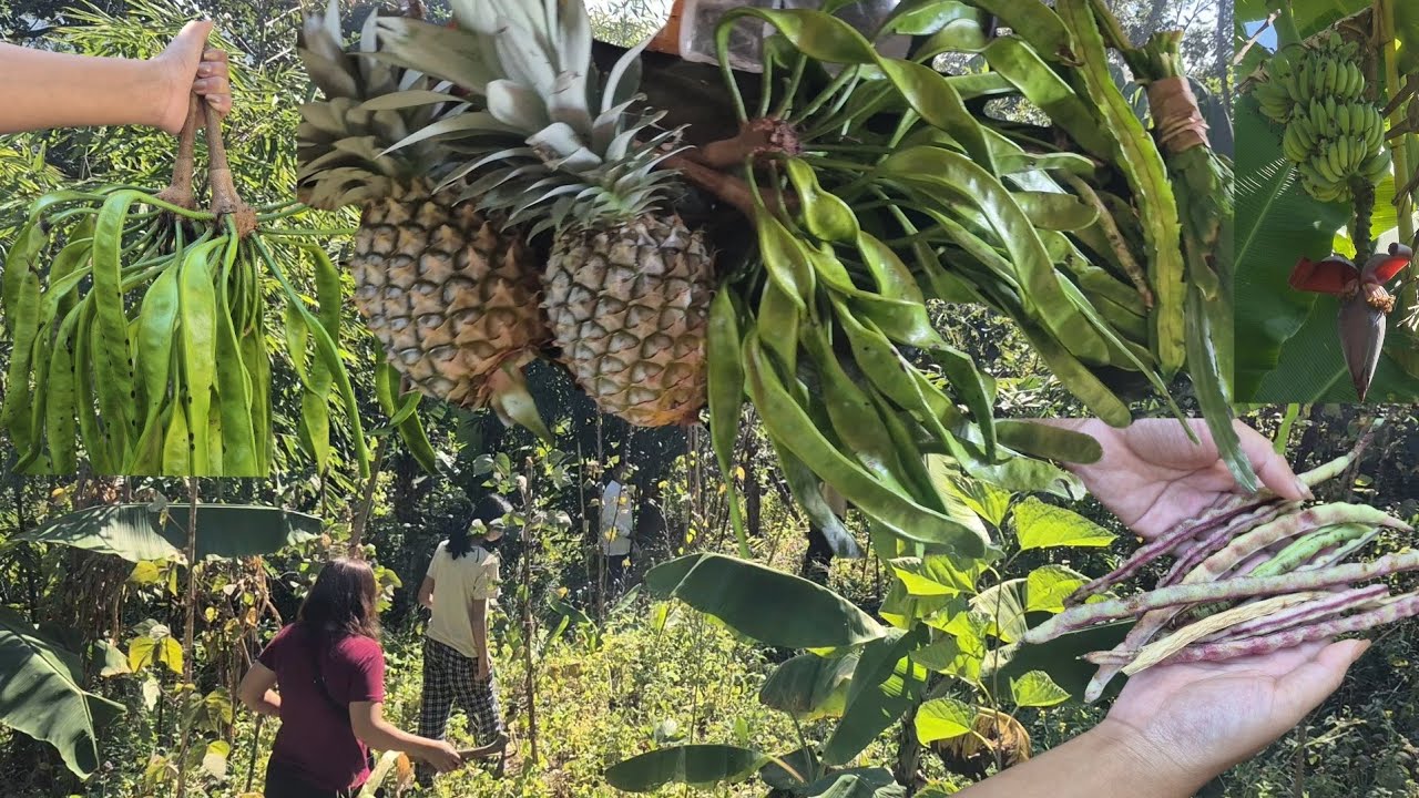 Hnahthial a kan huan,kan fanna || Visiting our garden at my husband's hometown 