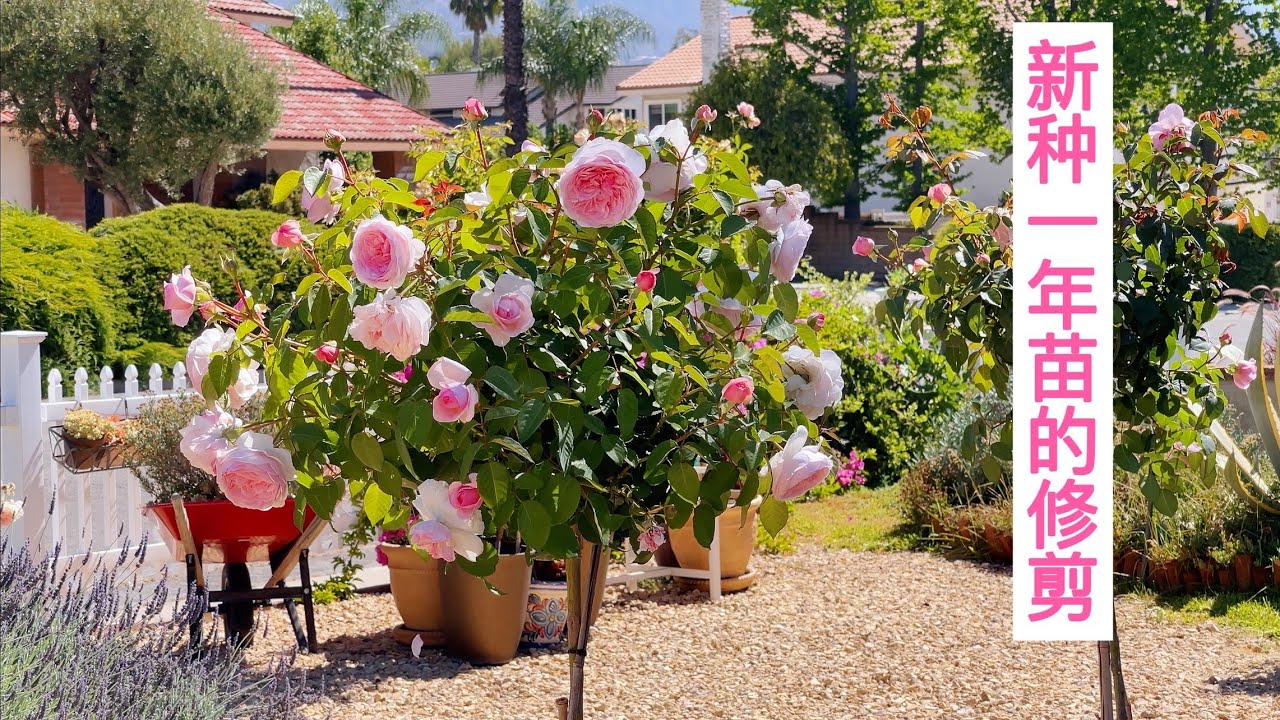 （园艺篇315）新种第一年的月季修剪，包括棒棒糖偏苗！弱苗/强苗！