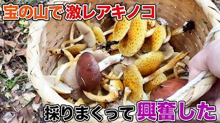 宝の山で激レアキノコ採りまくって興奮した