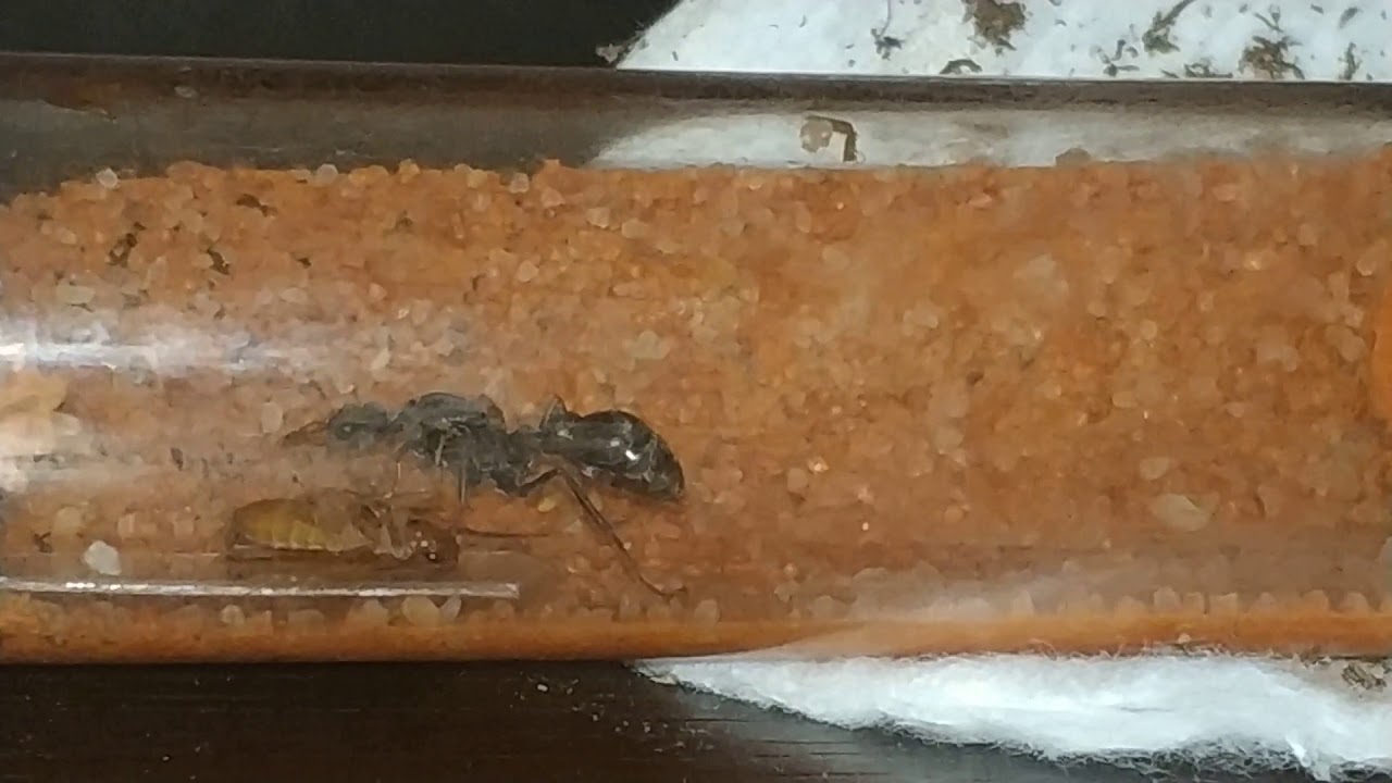 Мирмеция и её интимные дела, 16+) Чёрный муравей-бульдог (Myrmecia pilosula) (англ. Jack jumper ant)