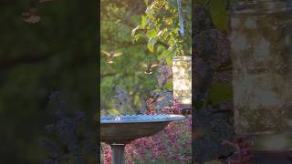 #peaceful #nature #hummingbird #cuteanimals