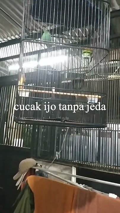 suara cucak ijo tanpa jeda melengking