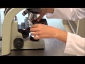 Practica 1 Manejo y Uso del Microscopio