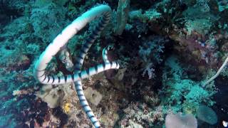 Banded Sea Snake Eats Moray Eel