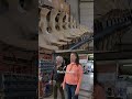 Dinosaur bone experts in Alberta take on a big blue whale