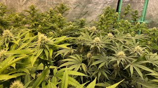 D25F Defoliation: Blue Gelato 41, Dos-Si-Dos 33, Holy Grail Kush, Orange Sherbert. Barney’s Farm DNA