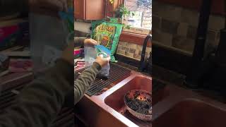 Winter Sowing using Ziplock W
