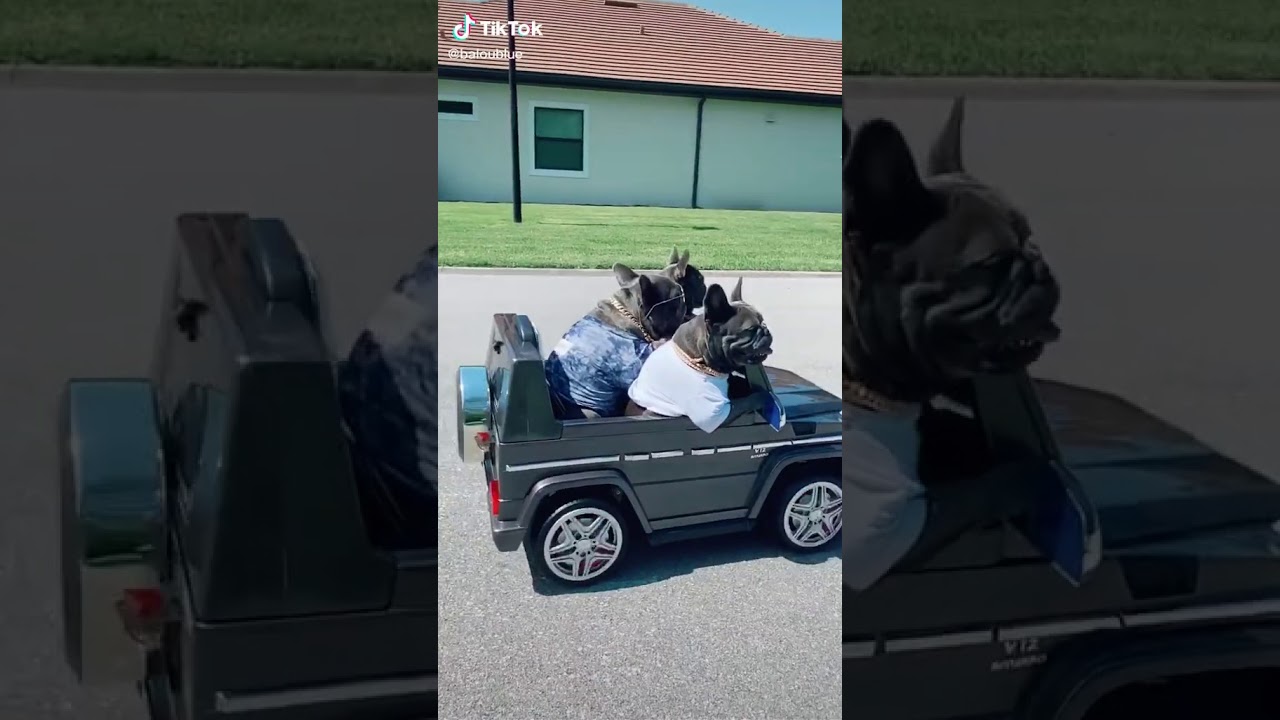 Monte sein Hund kappa YouTube