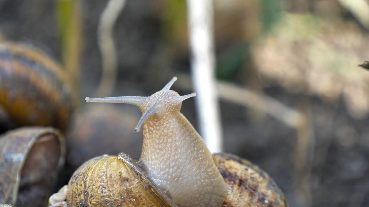 Мисливці на равликів 🐌