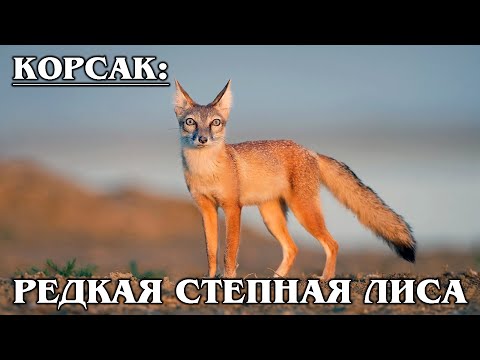 КОРСАК: Редкая азиатская степная лиса с красивой шубкой | Интересные факты про лисиц