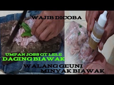 Cara Membuat Umpan Daging Biawak Umpan Gt Lele Cocok Buat Siang Malam Youtube