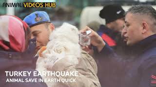 Save Animals In Turkey And Syria Earthquake I Animal Videos Hub