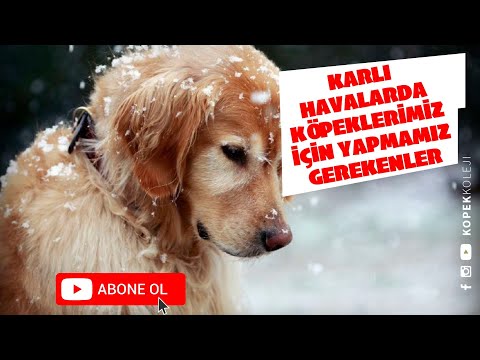 Video: Aşırı Soğuk Havalarda Köpeğinizi Güvende ve Mutlu Tutmak için Bilmeniz Gerekenler